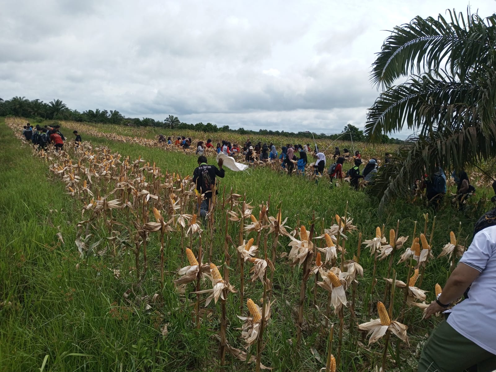 Panen Raya Jagung Serentak Di Desa Sungai Radak Dua Kecamatan Terentang